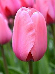Tulip Pink Impression 35 bulb pk